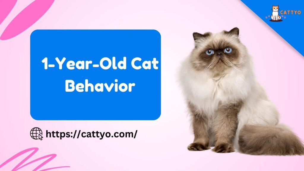 1-Year-Old Cat Behavior! Understanding The Behavioral Transition