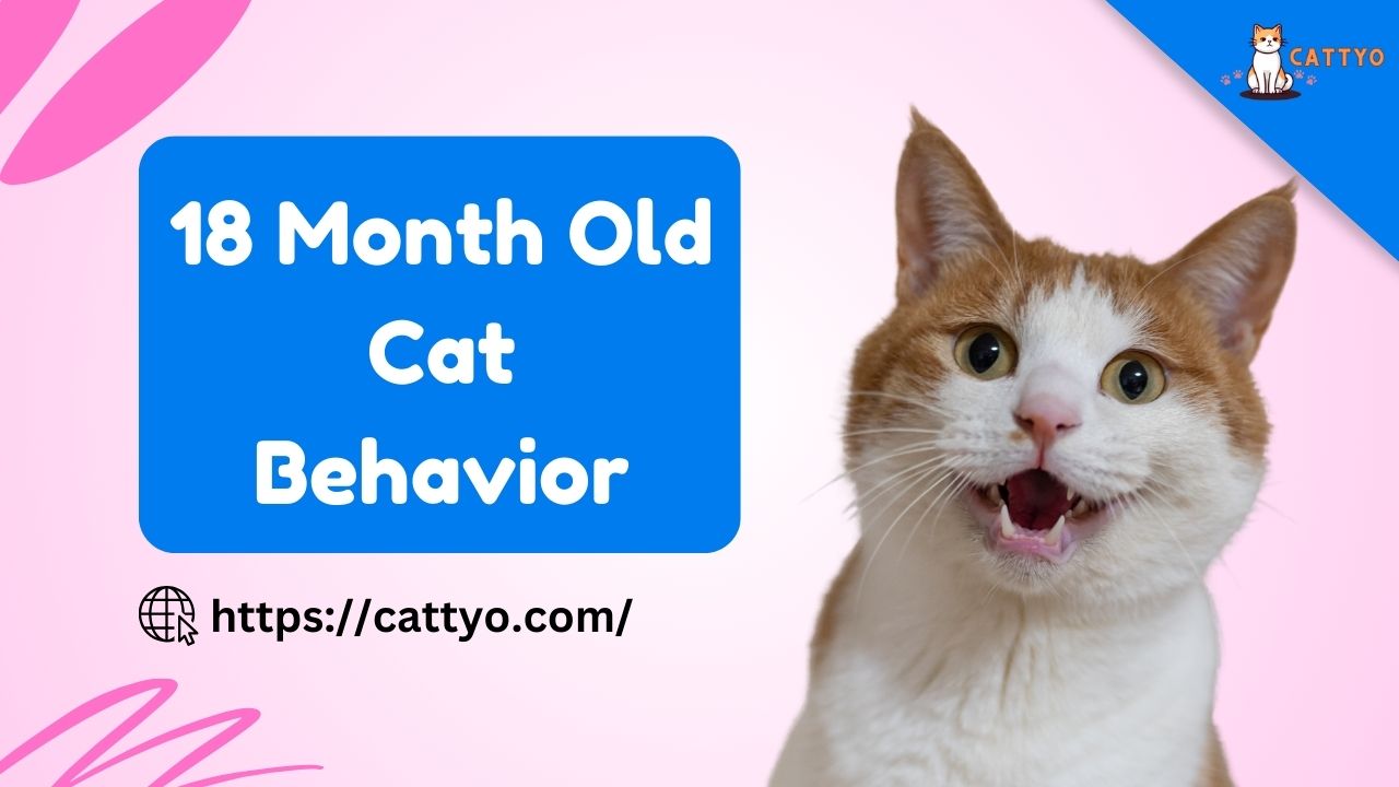 18-Month-Old Cat Behavior