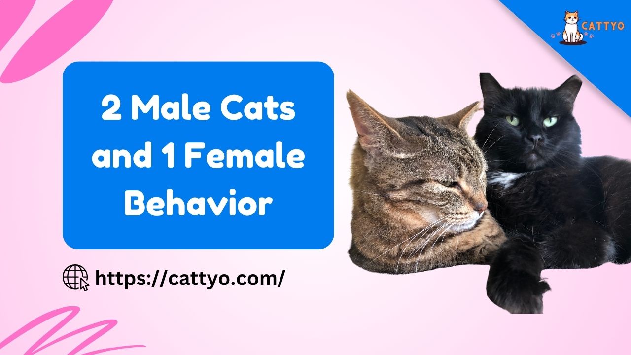 2 Male Cats and 1 Female Behavior