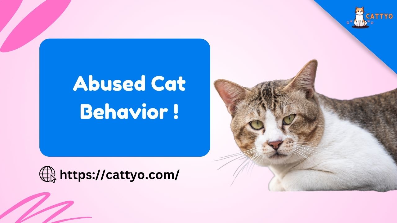 Abused Cat Behavior