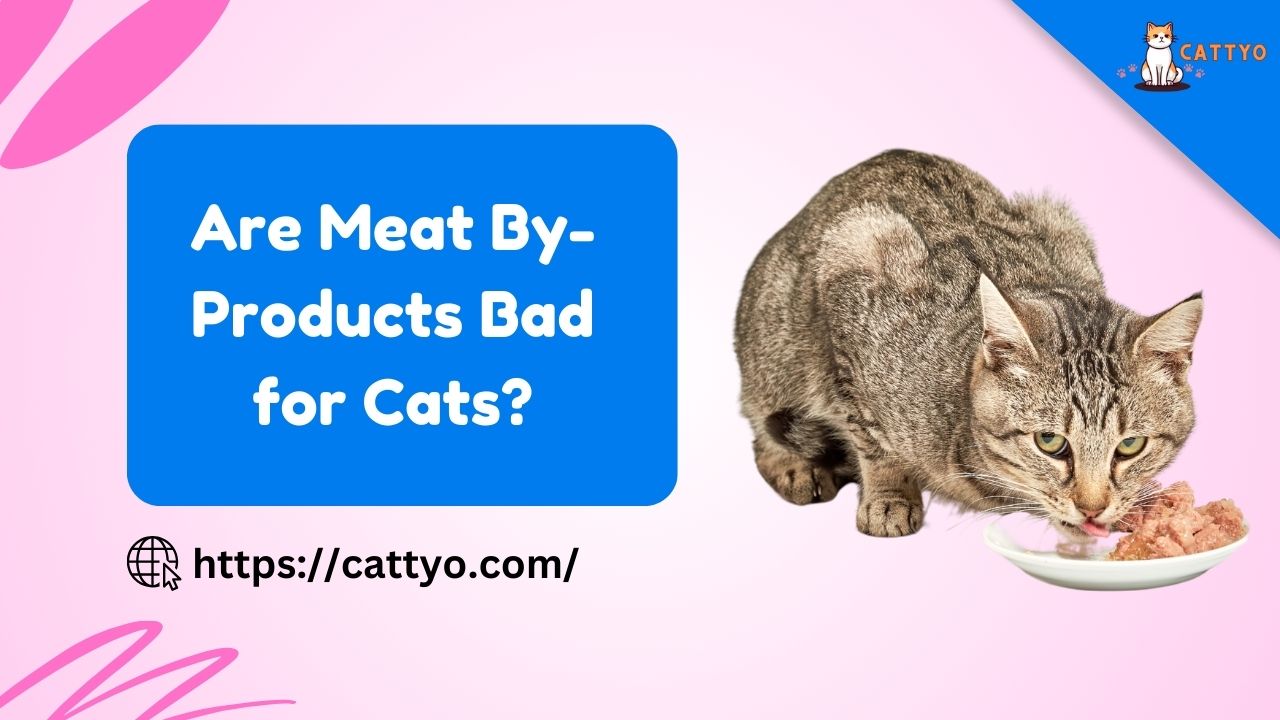 Are Meat By-Products Bad for Cats