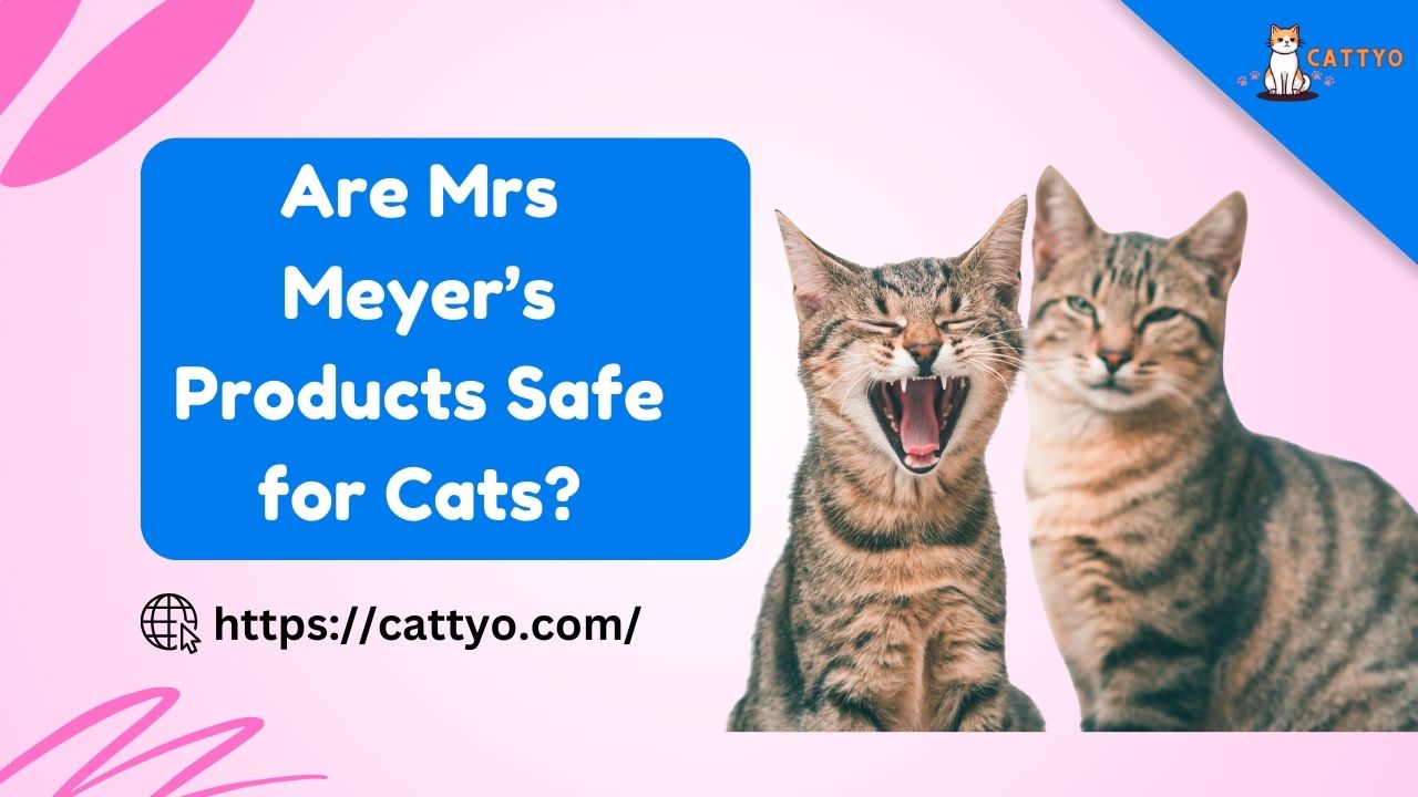 Are Mrs Meyer’s Products Safe for Cats