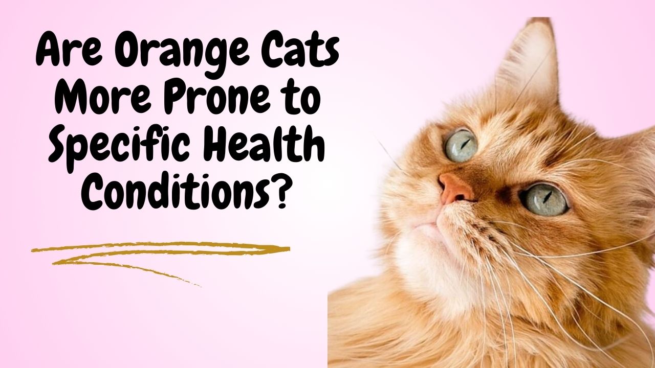 Are Orange Cats More Prone to Specific Health Conditions?