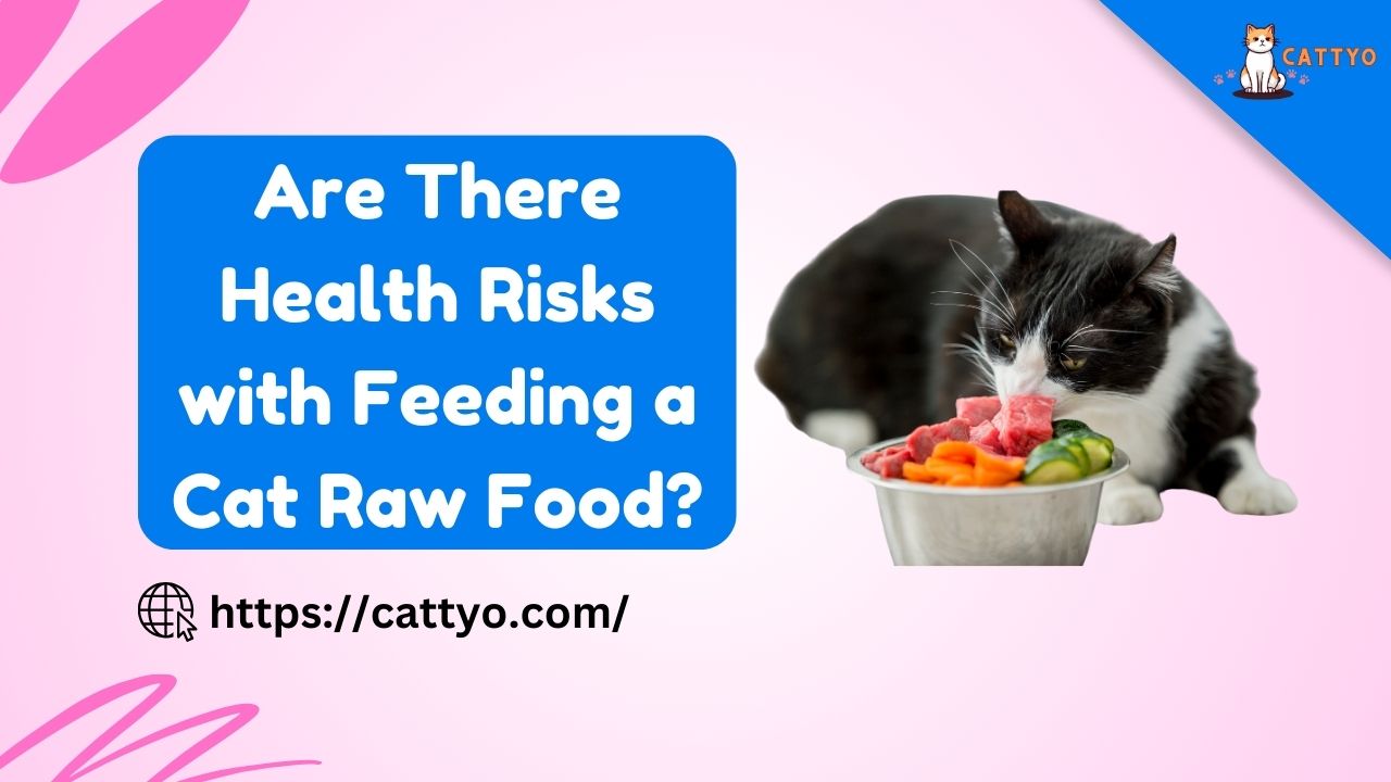 Are There Health Risks with Feeding a Cat Raw Food