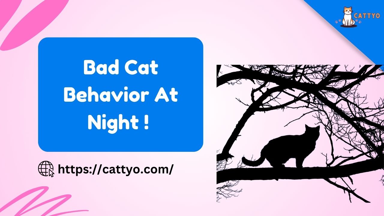 Bad Cat Behavior At Night !