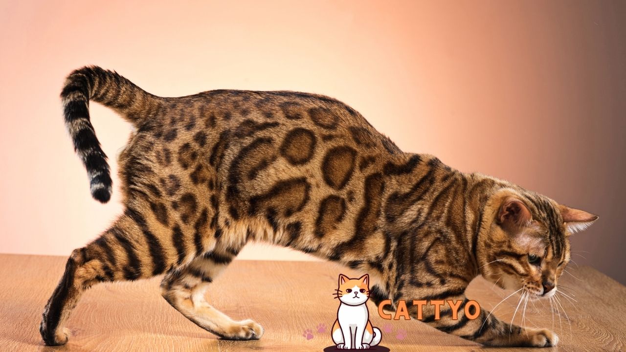 Bengal Cats Entertained