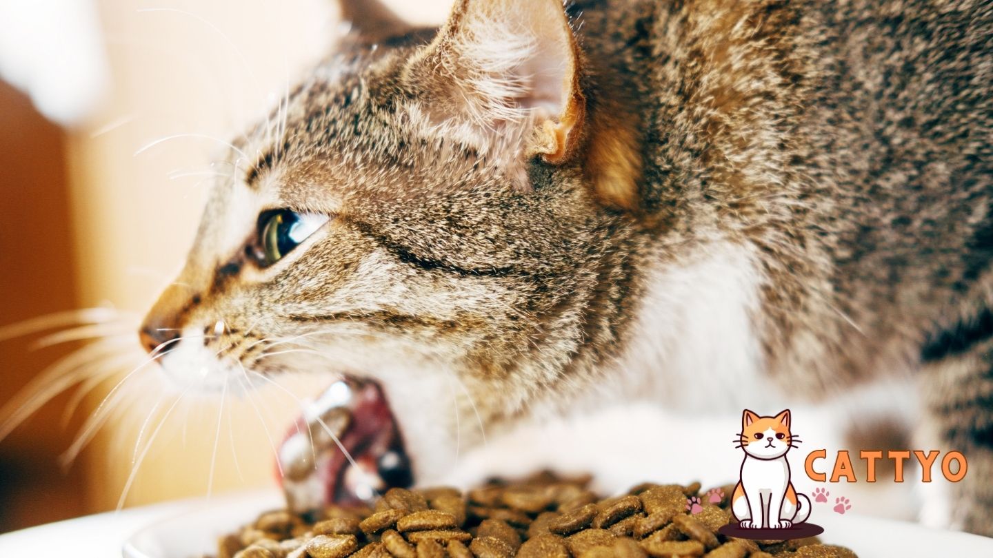 Better Food for Cat Health