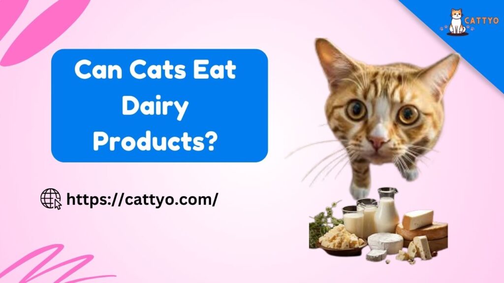 Can Cats Eat Dairy Products