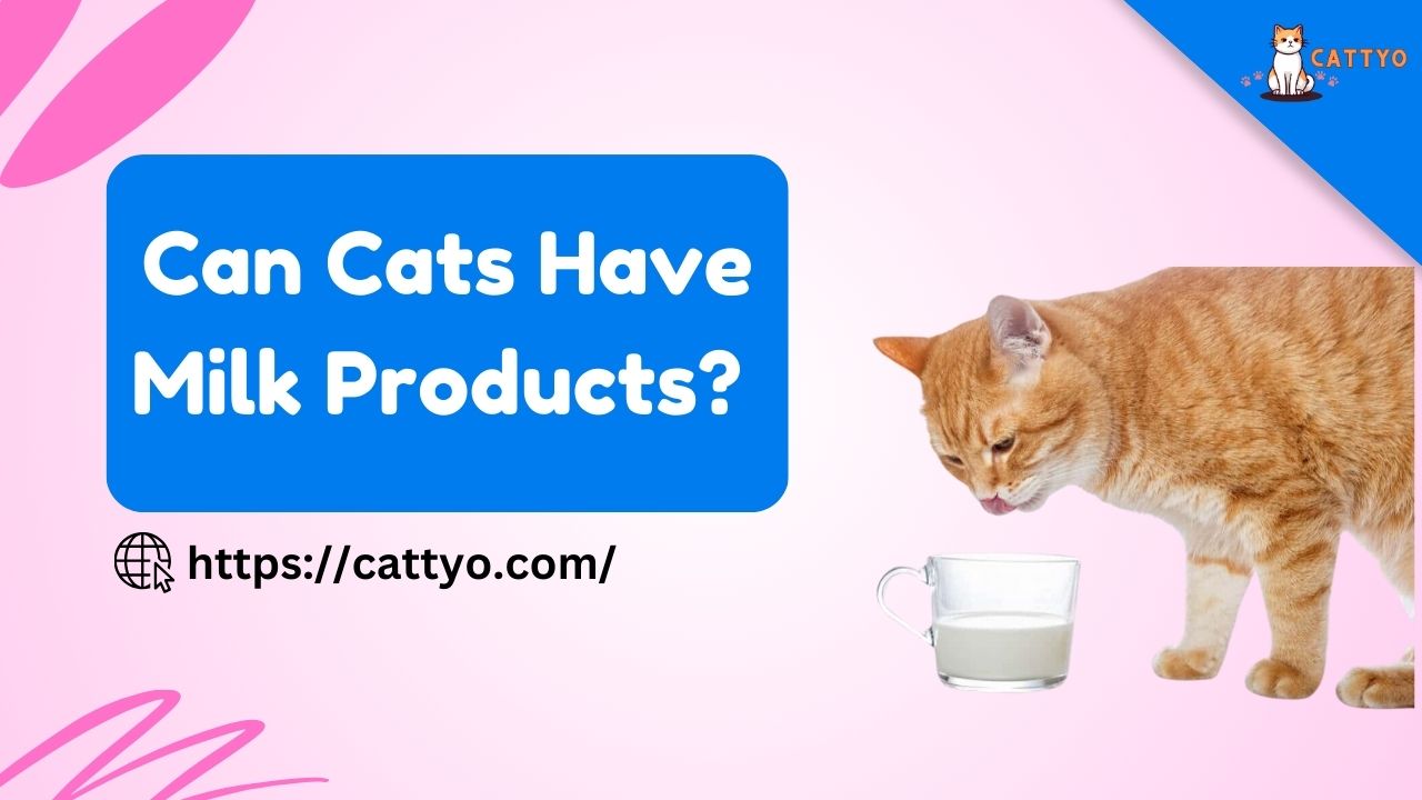 Can Cats Have Milk Products