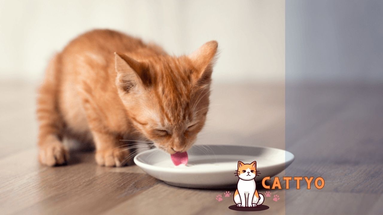 Can Milk Be Part of a Balanced Diet for Cats