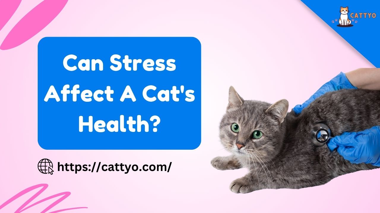 Can Stress Affect A Cat's Health