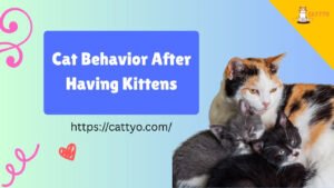 Cat Behavior After Having Kittens