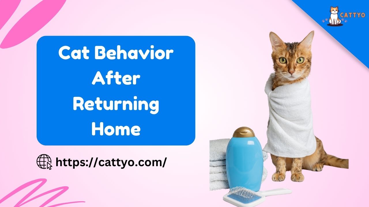 Cat Behavior After Returning Home