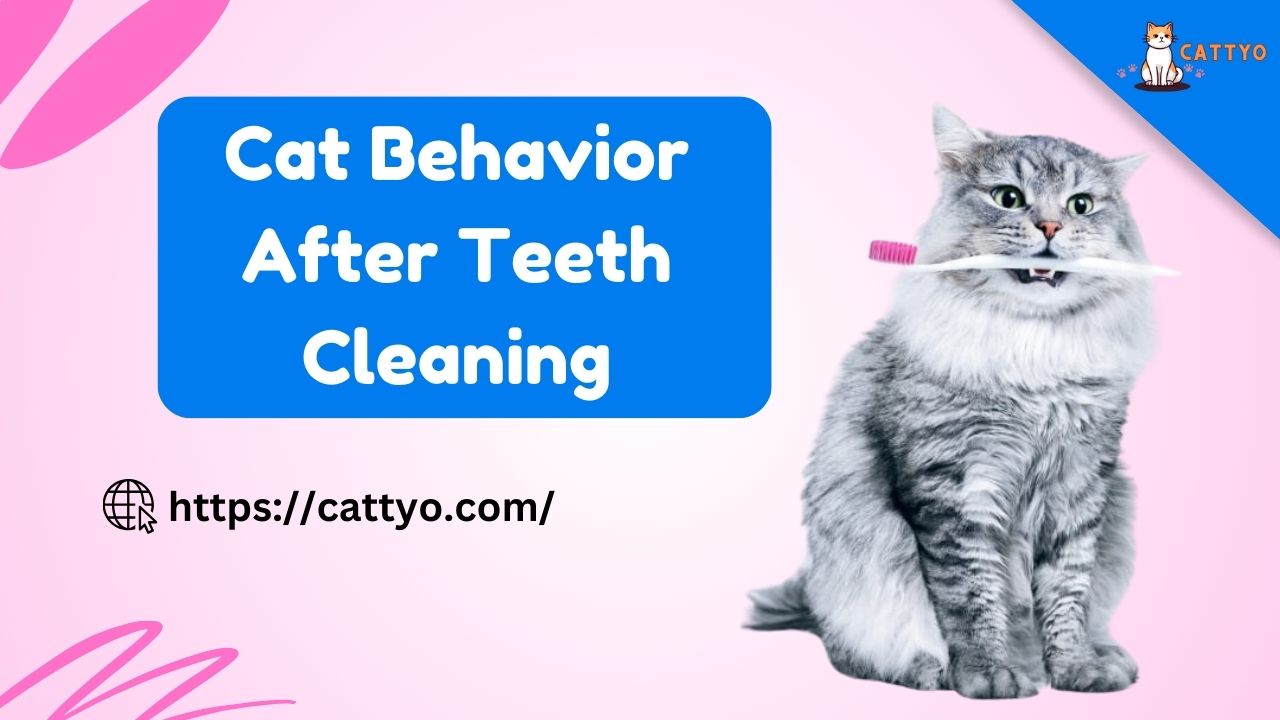 Cat Behavior After Teeth Cleaning