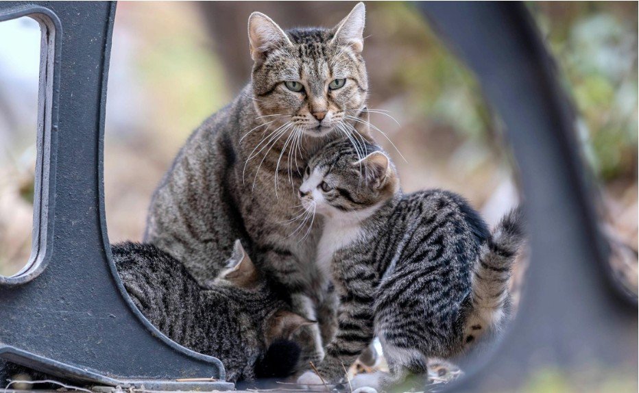 Cat’s Behavior Change After Having Kittens