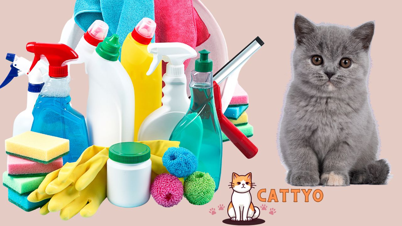 Cats Household Products