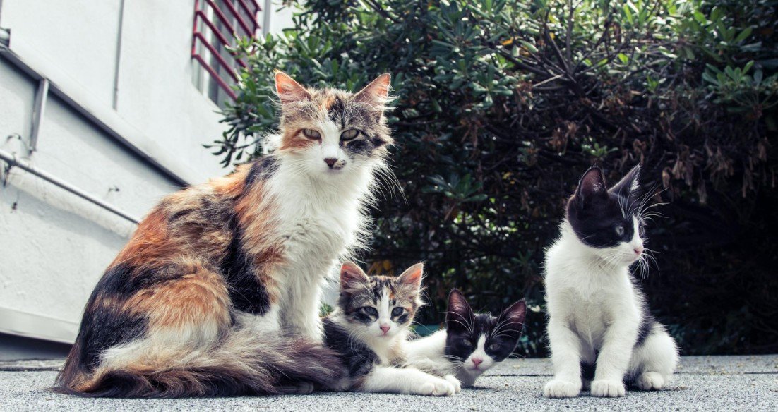 Cats of Different Ages