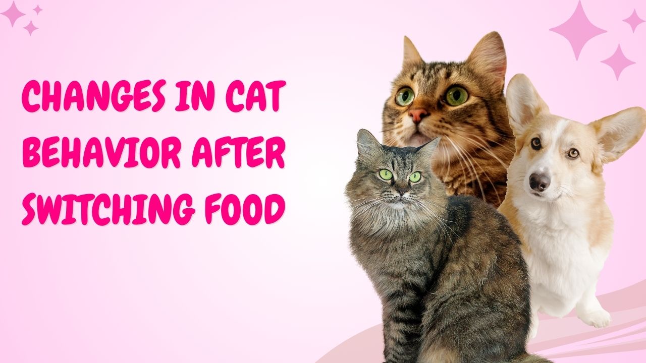 Changes in Cat Behavior After Switching Food