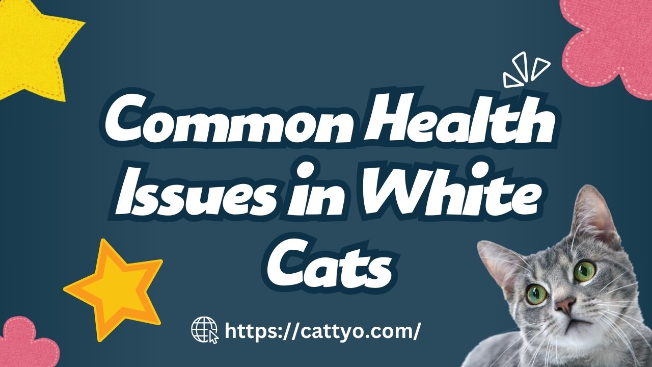 Common Health Issues in White Cats