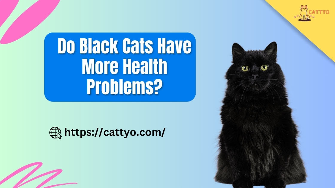 Do Black Cats Have More Health Problems