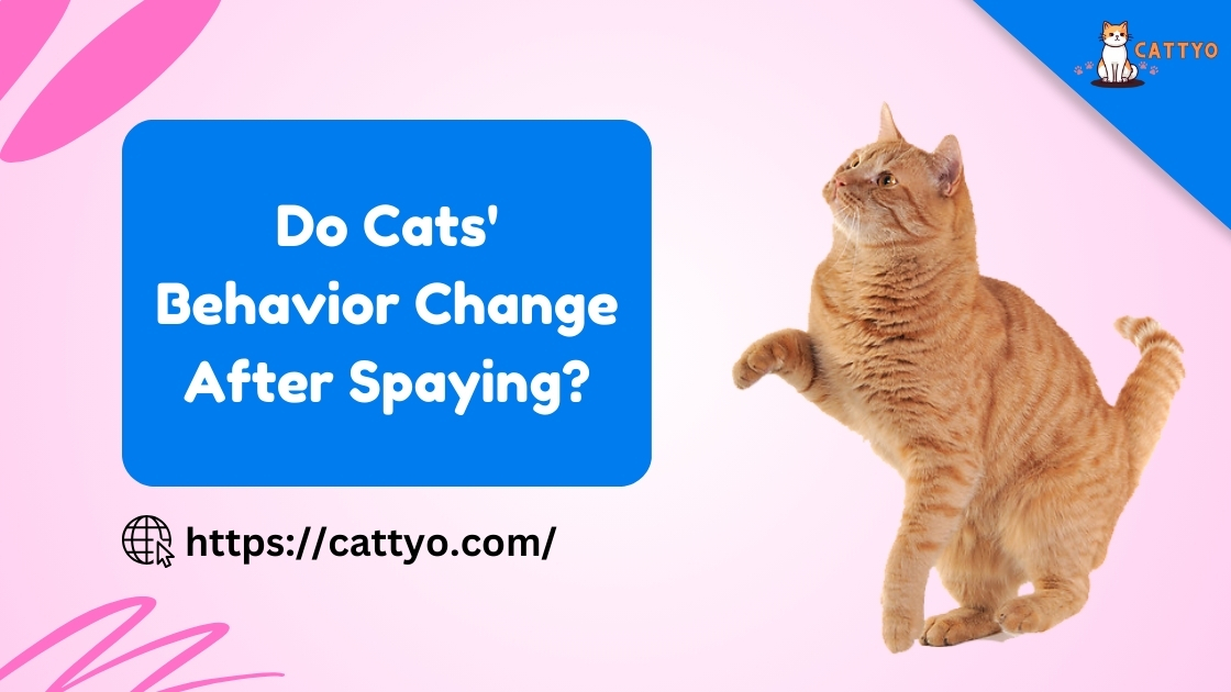 Do Cats' Behavior Change After Spaying