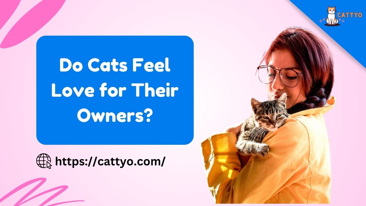 Do Cats Feel Love for Their Owners