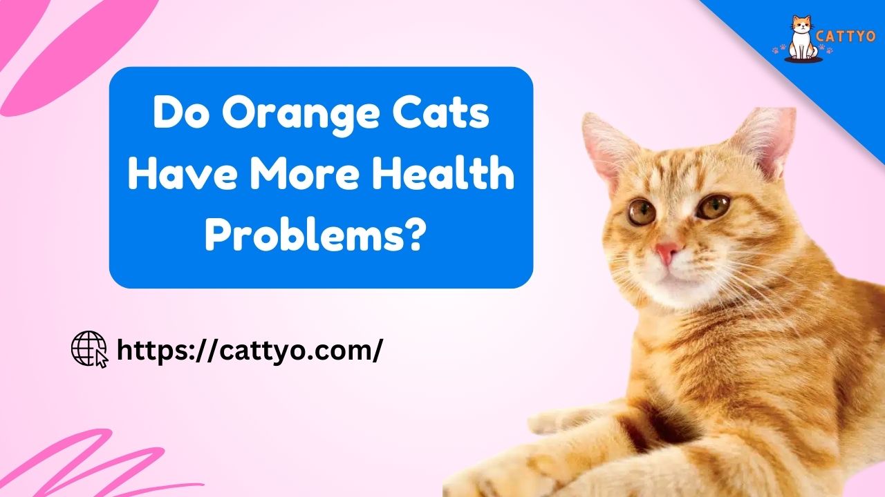 Do Orange Cats Have More Health Problems