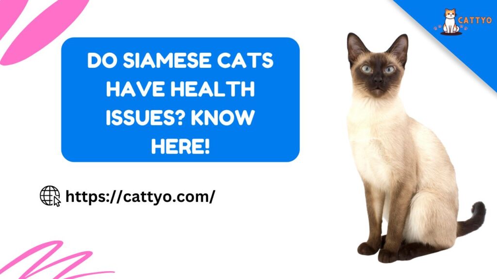 Do Siamese Cats Have Health Issues