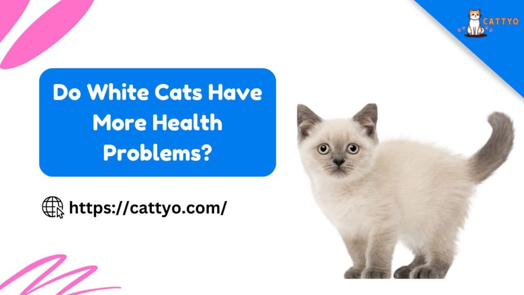 Do White Cats Have More Health Problems?