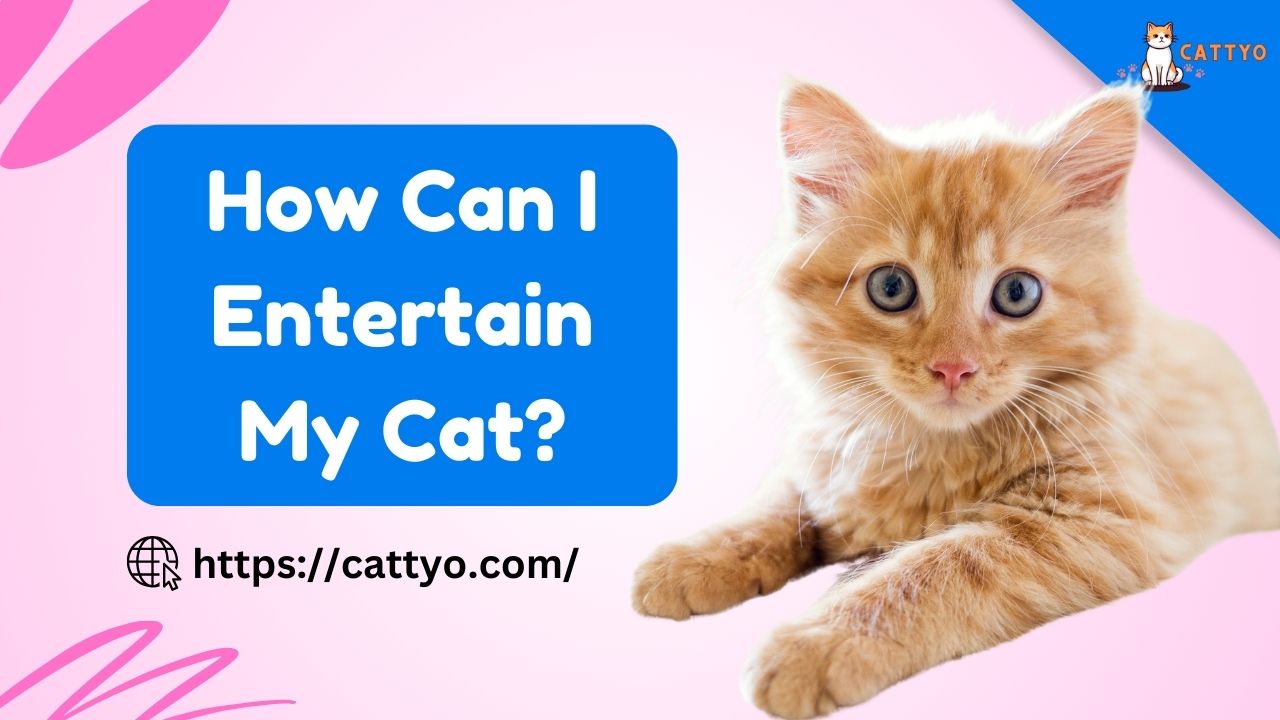 How Can I Entertain My Cat?