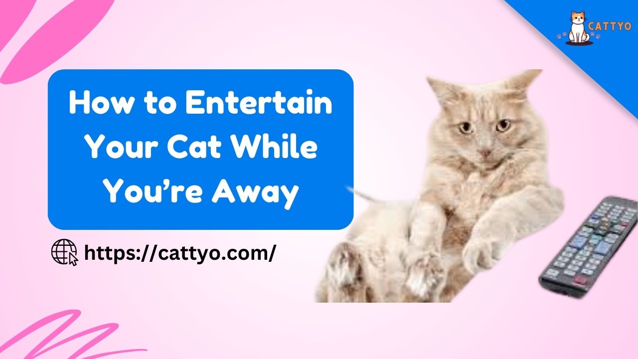 How to Entertain Your Cat While You’re Away