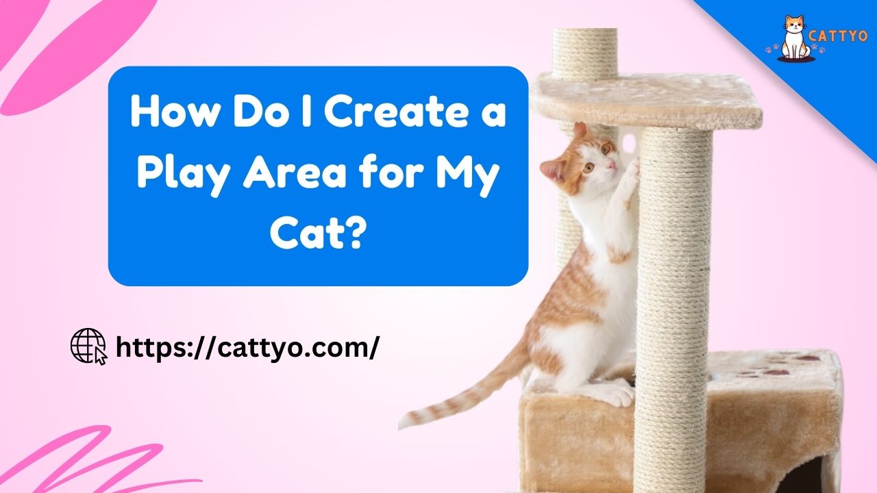 How Do I Create a Play Area for My Cat