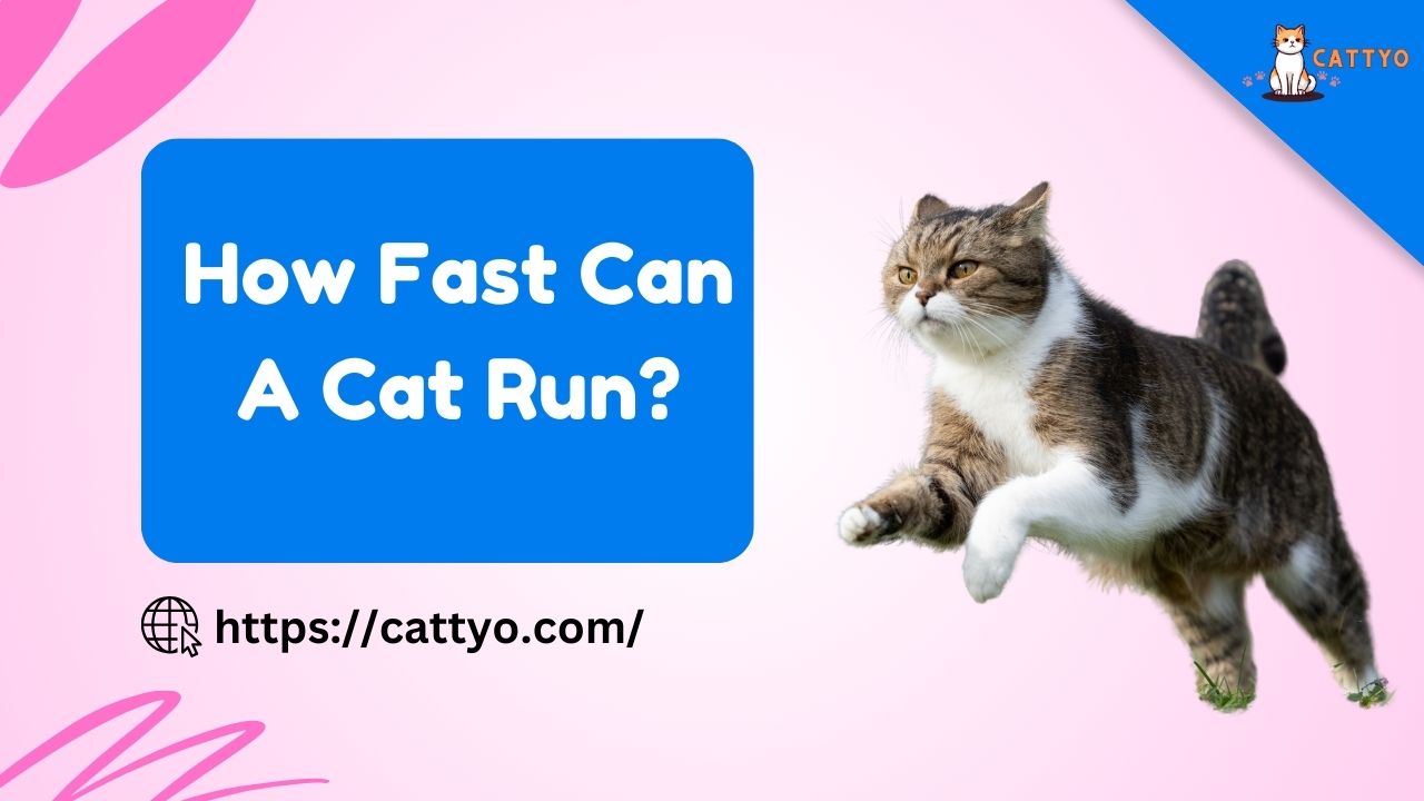 How Fast Can A Cat Run