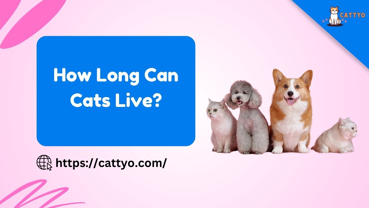 How Long Can Cats Live