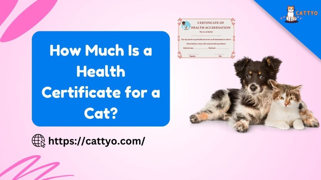 How Much Is a Health Certificate for a Cat