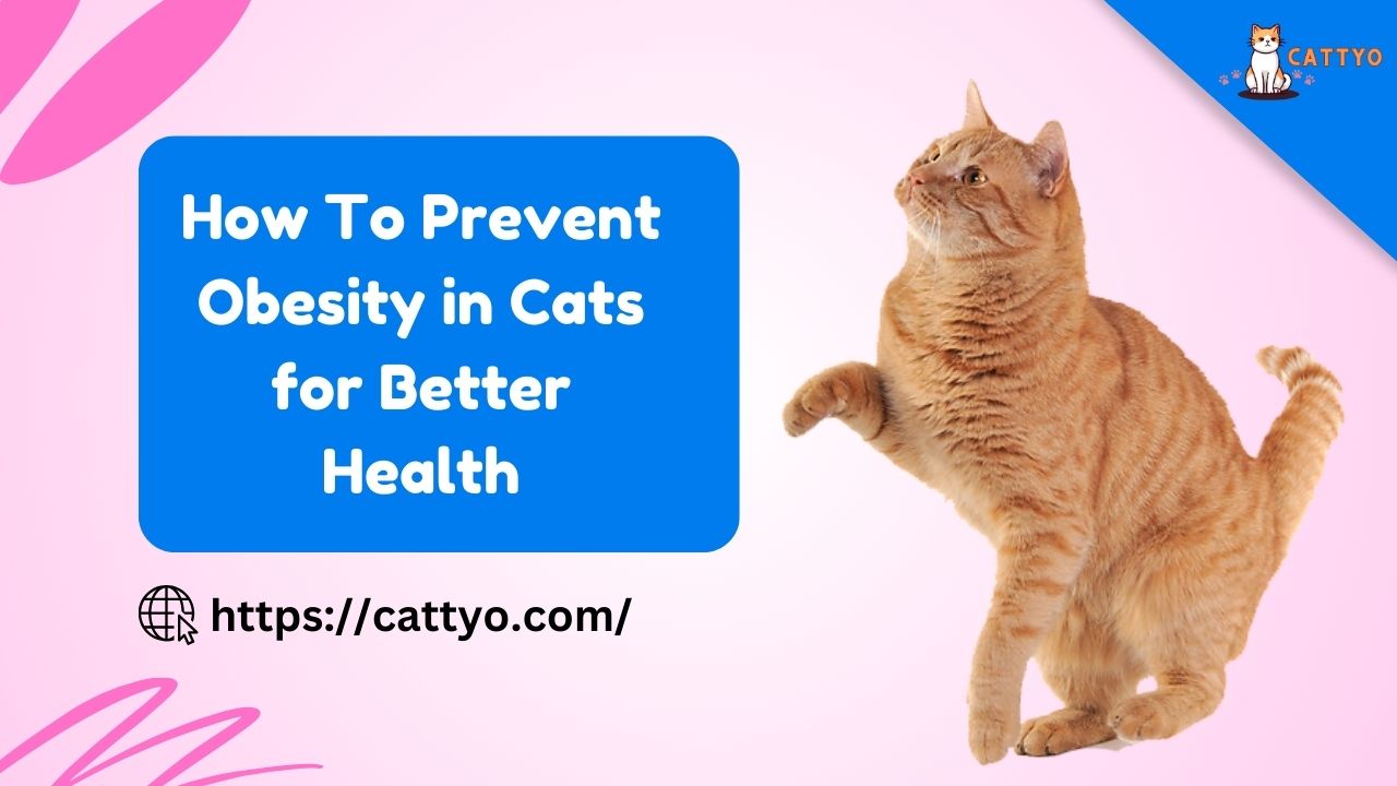 How To Prevent Obesity in Cats for Better Health