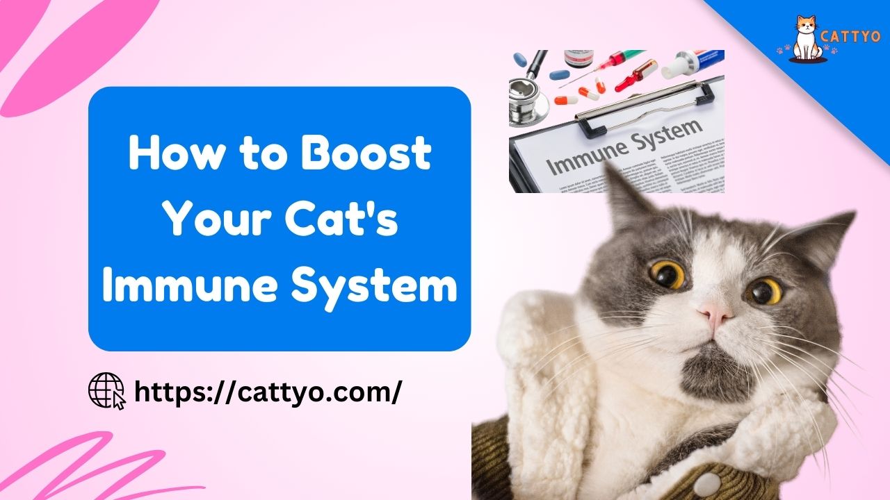 How to Boost Your Cat's Immune System