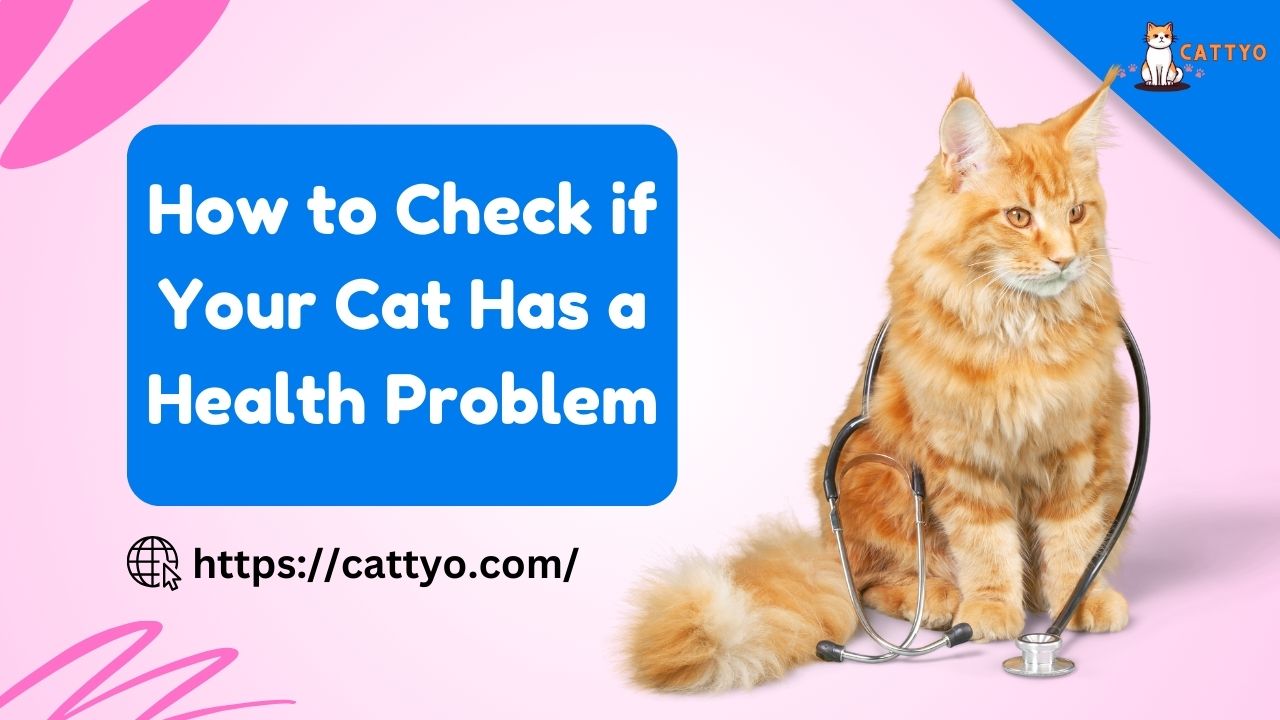 How to Check if Your Cat Has a Health Problem