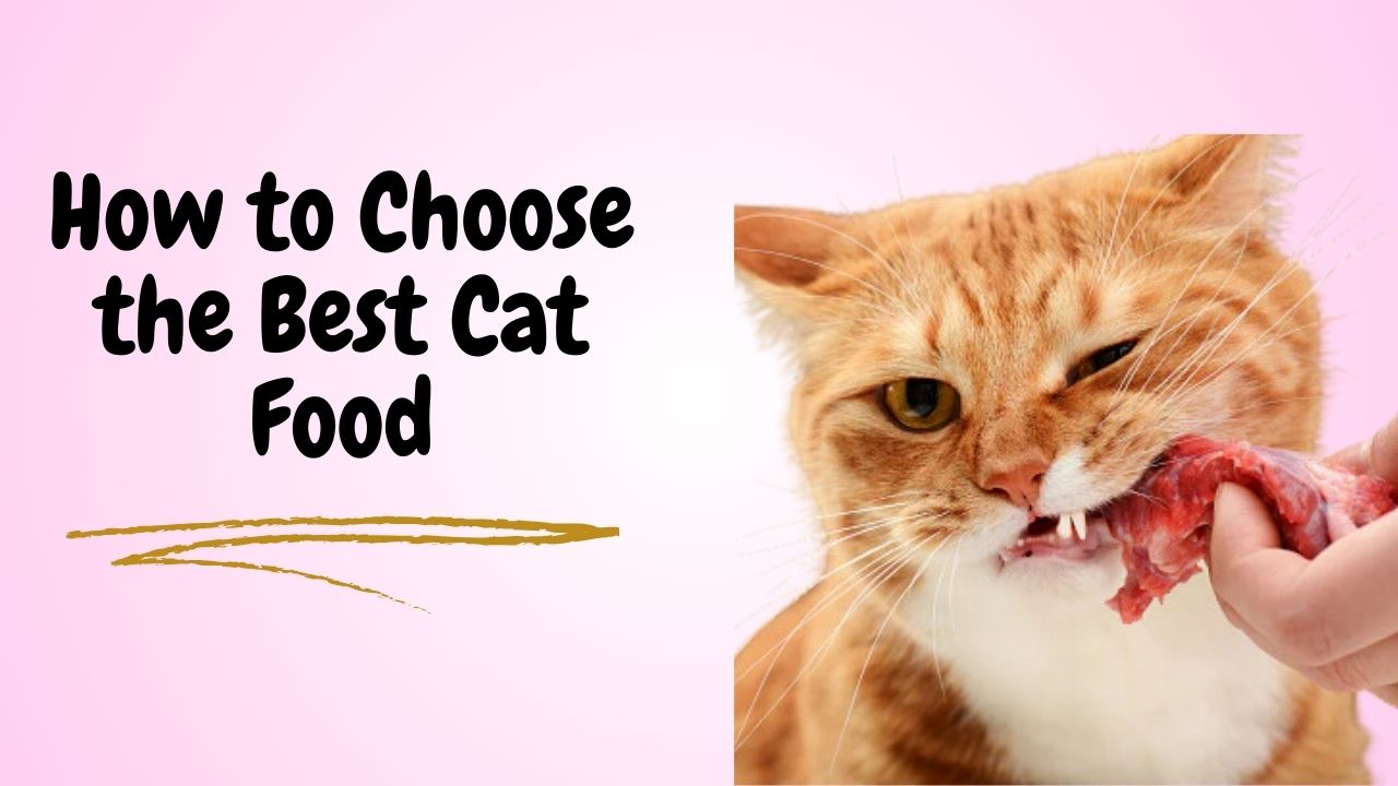 How to Choose the Best Cat Food