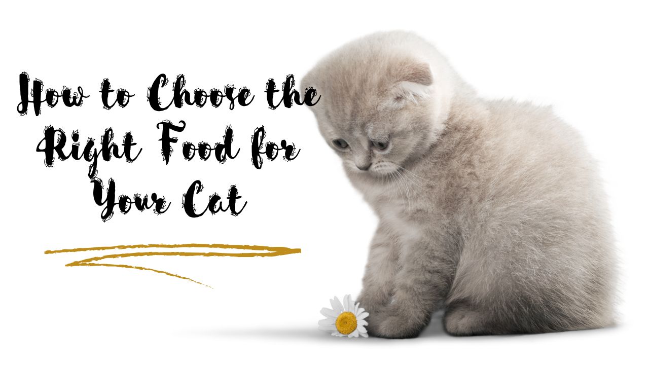 How to Choose the Right Food for Your Cat