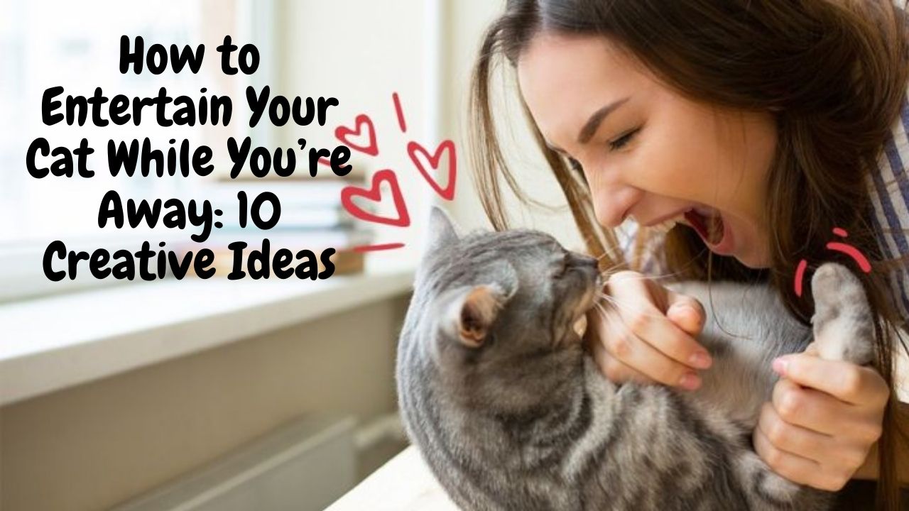 How to Entertain Your Cat While You’re Away_ 10 Creative Ideas