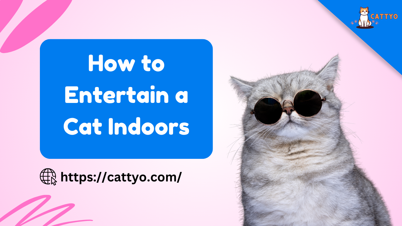 How to Entertain a Cat Indoors