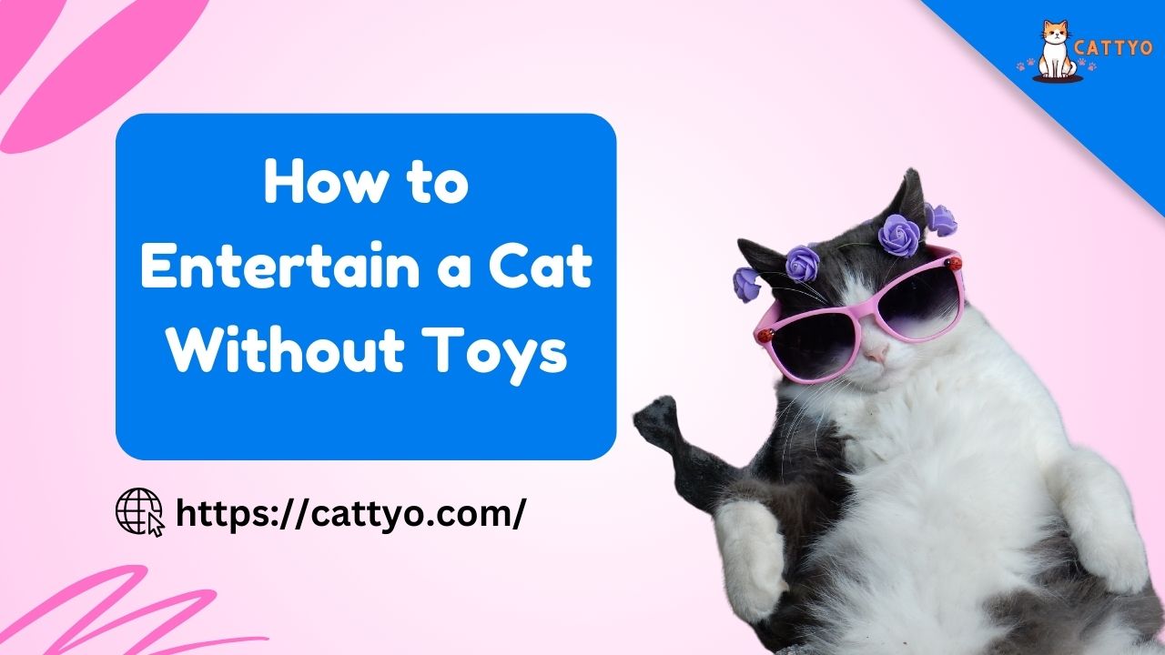 How to Entertain a Cat Without Toys