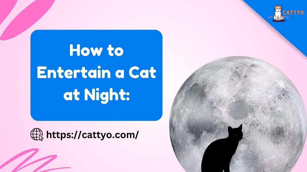 How to Entertain a Cat at Night