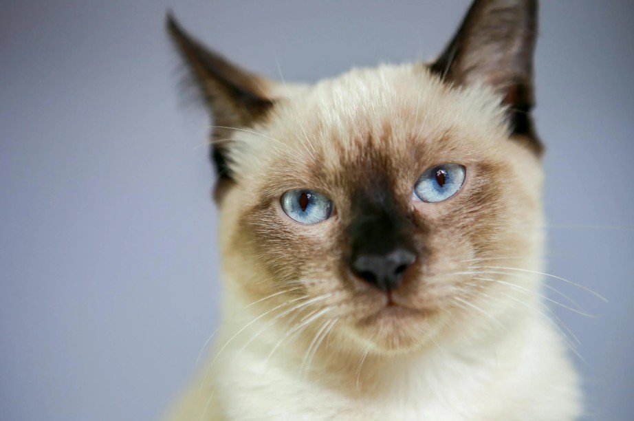 Understanding Your Siamese Cat’s Personality