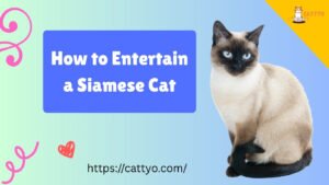 How to Entertain a Siamese Cat