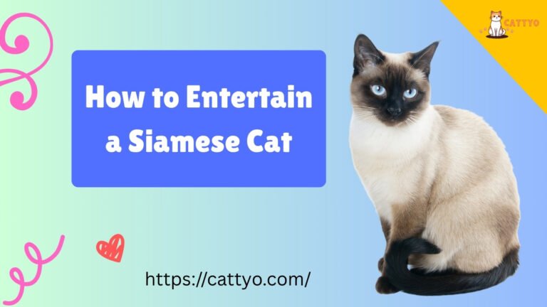 How to Entertain a Siamese Cat