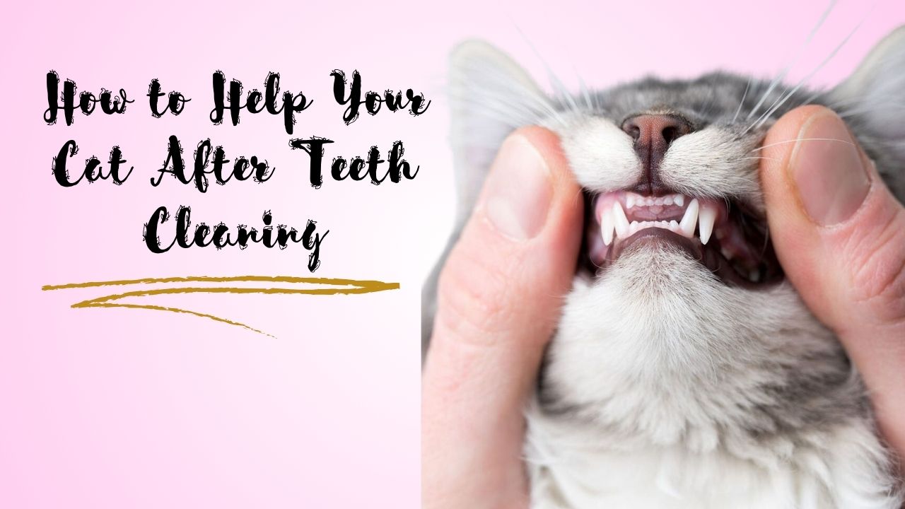 How to Help Your Cat After Teeth Cleaning