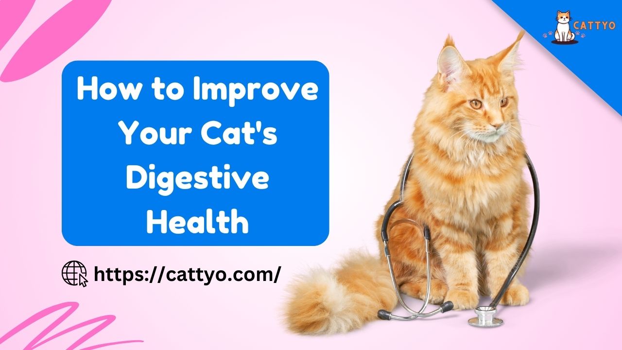 How to Improve Your Cat's Digestive Health