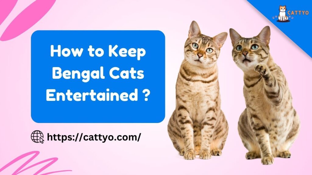 How to Keep Bengal Cats Entertained